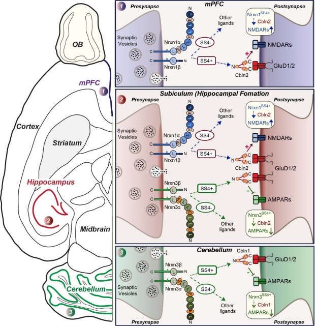 Distinct Neurexin-Cerebellin Complexes Control AMPA- and NMDA-Receptor Responses in a Circuit-Dependent Manner